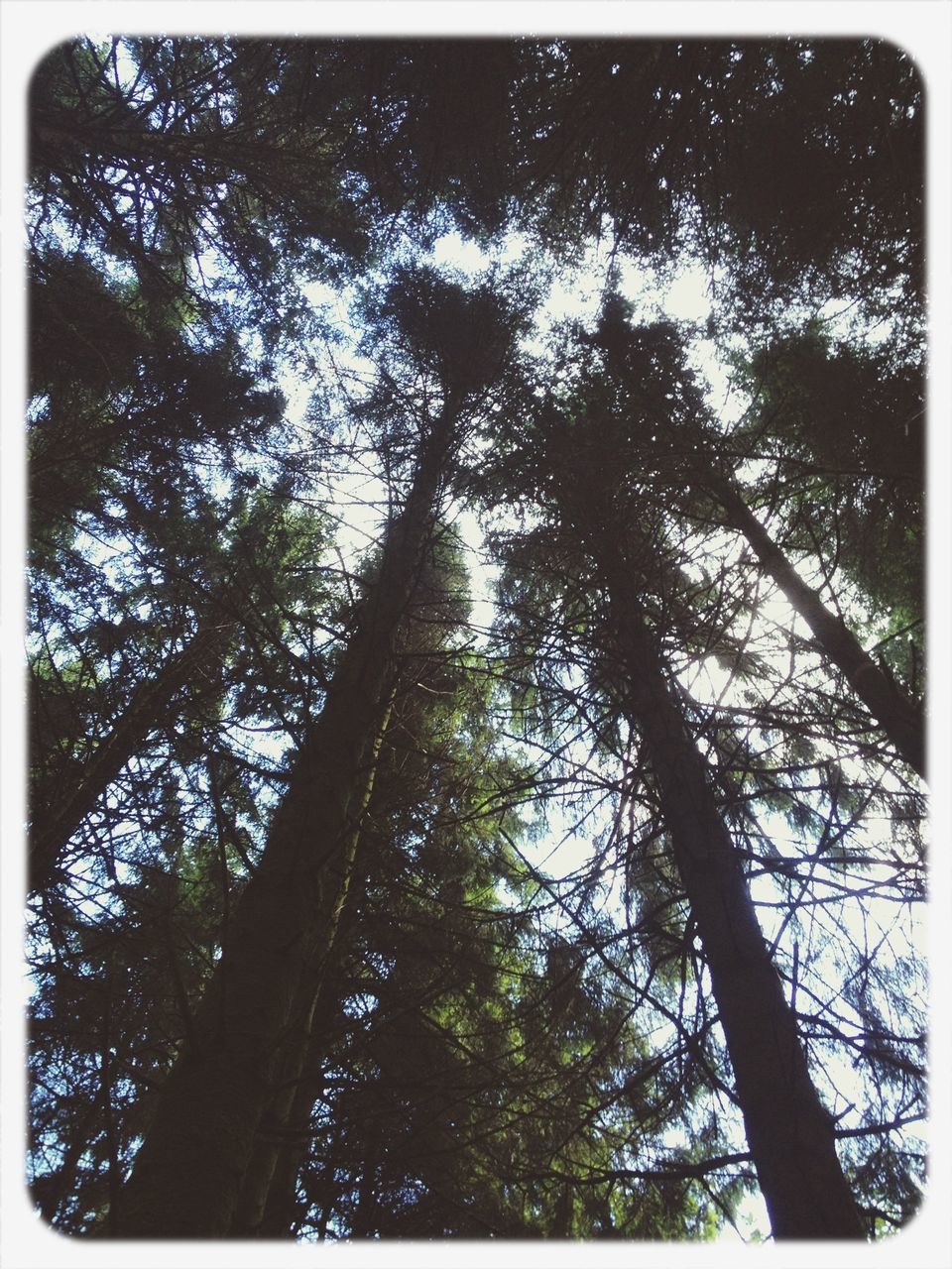 transfer print, tree, auto post production filter, low angle view, growth, branch, tree trunk, tranquility, nature, forest, beauty in nature, day, green color, outdoors, no people, sky, backgrounds, sunlight, scenics, tall - high