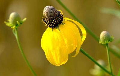Close-up of yellow flowering plant