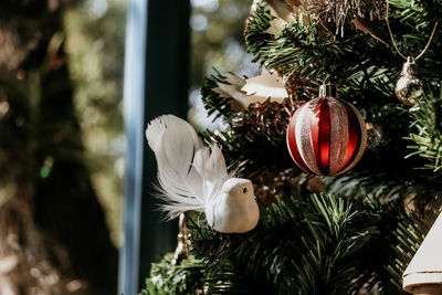 Close-up of christmas tree