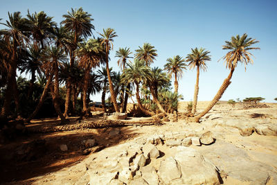 View of trees on desert against sky