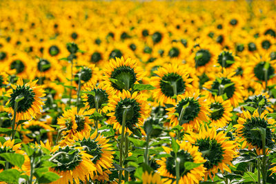 Close-up of yellow flowering plants on field