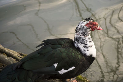 Close-up of muscovy duck by lake