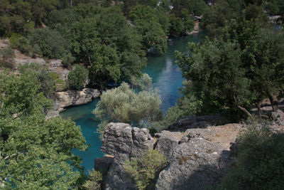 High angle view of trees and rocks in forest