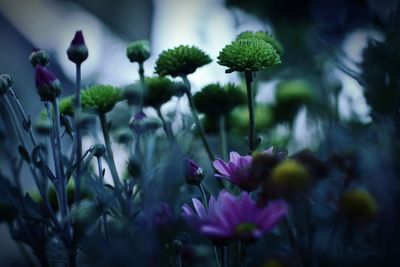 Close-up of flowers blooming outdoors