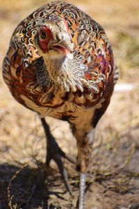 Ringneck pheasant