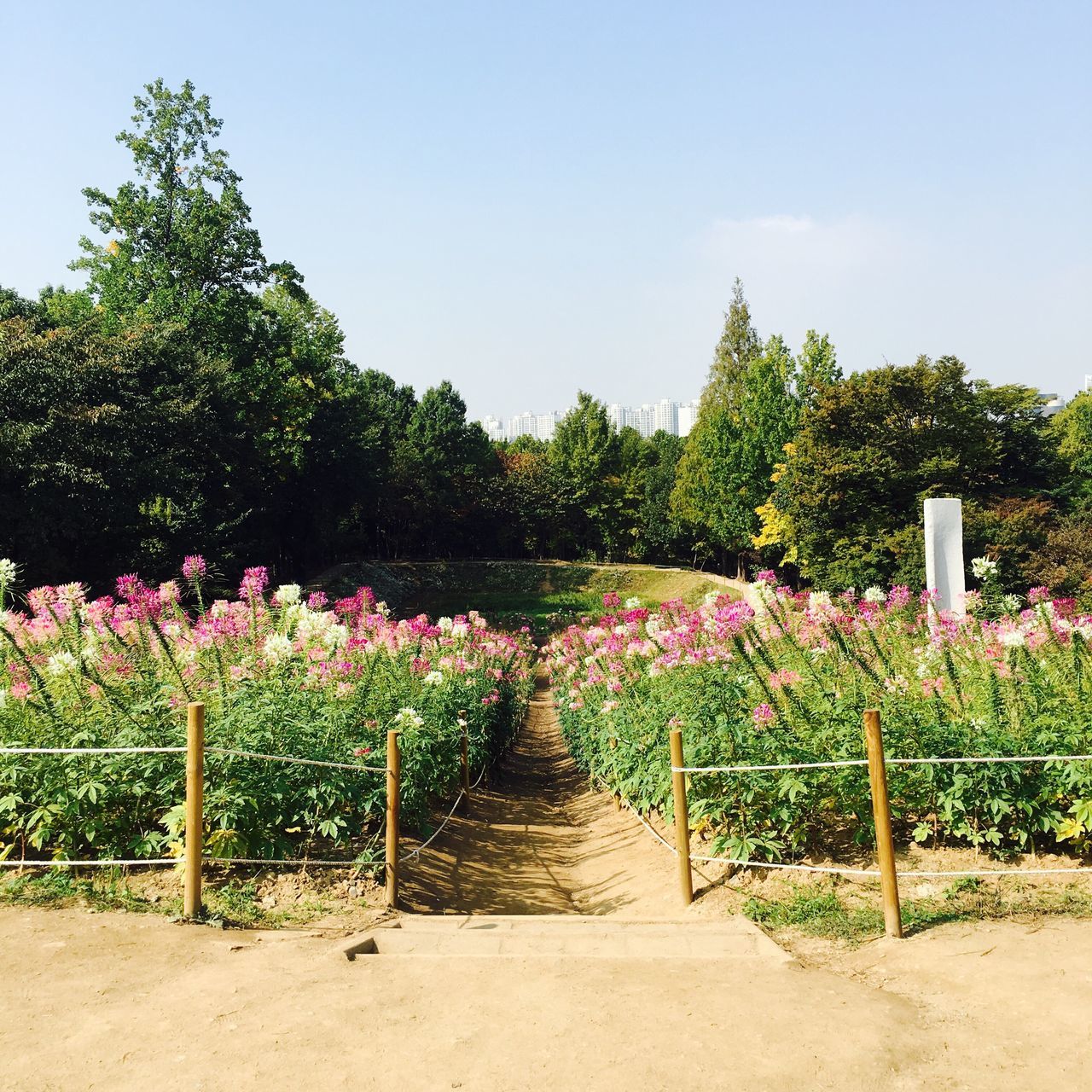 flower, tree, fence, growth, plant, freshness, beauty in nature, multi colored, tranquility, tranquil scene, nature, scenics, in a row, pink color, outdoors, fragility, entrance, sky, in bloom, day, petal, balustrade, formal garden, springtime, colorful, no people, garden, green color