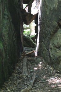 View of a turtle in a forest