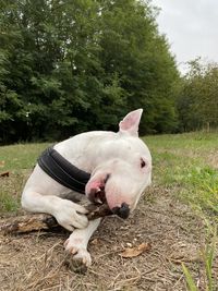 Close-up of a dog on field