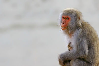 Side view of monkey with infant