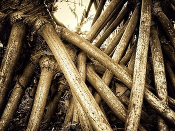 Low angle view of tree trunk