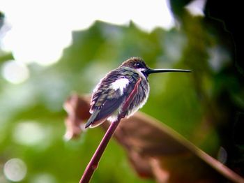 Close-up of bird perching on plant