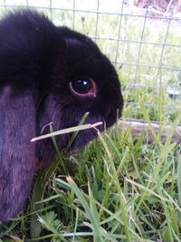 Close-up portrait of pug on grass