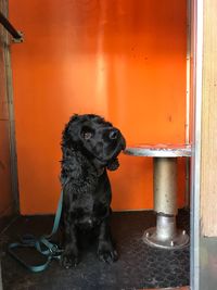 Black dog looking away against door