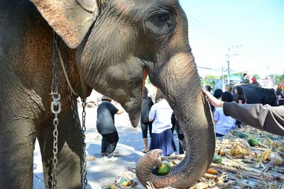 Man on elephant