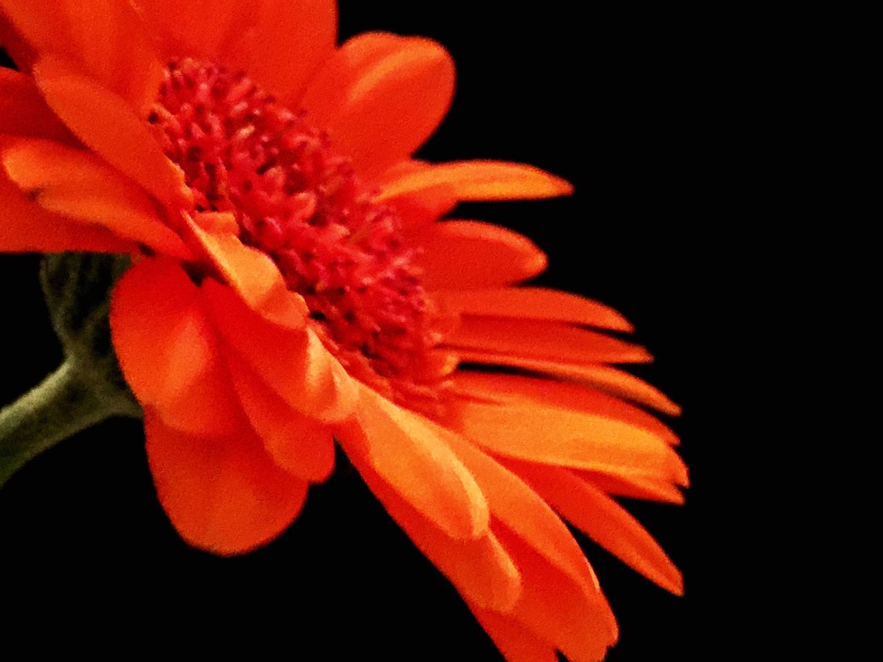 flower, petal, freshness, flower head, fragility, close-up, beauty in nature, growth, single flower, nature, blooming, plant, red, orange color, focus on foreground, pollen, in bloom, black background, stamen, studio shot