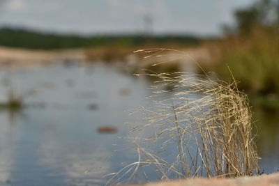 Close-up of plant on field