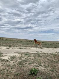 View of a horse on field