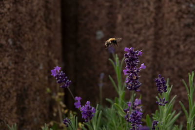 Bee buzzing by purple flower