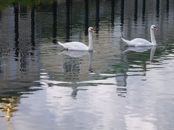 Bird flying over lake