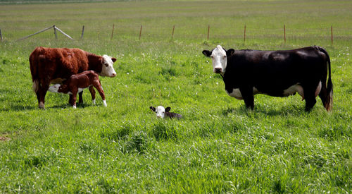 Cows grazing in a field