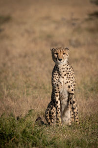 Cheetah sitting on field in zoo