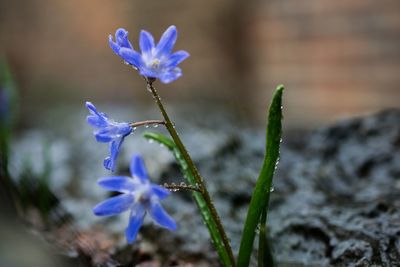 Close-up of purple flowers blooming outdoors