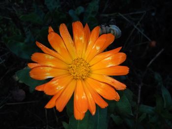 Close-up of orange flower blooming outdoors