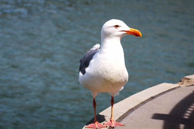 Close-up of duck on lake