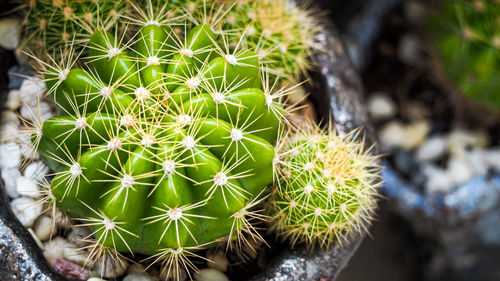 High angle view of cactus plant on field