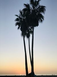 Silhouette palm tree against clear sky at sunset
