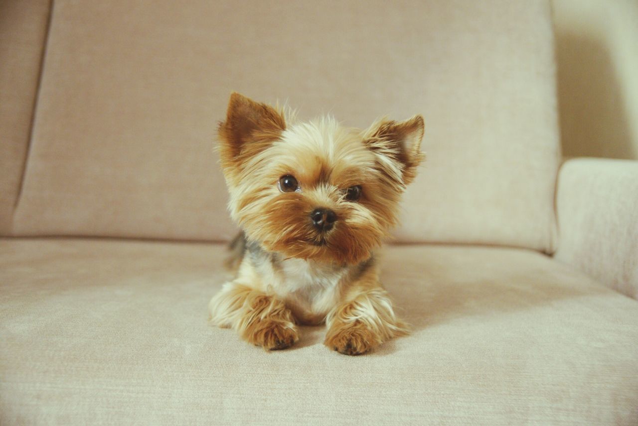 pets, animal themes, one animal, domestic animals, indoors, mammal, dog, portrait, looking at camera, home interior, flooring, relaxation, sitting, no people, cute, close-up, home, floor, high angle view