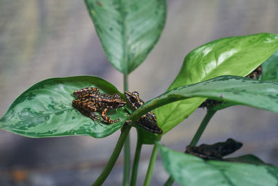 Two spotted stream frogs sitting on the green leaves