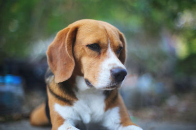 Close-up portrait of a dog looking away