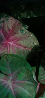 Close-up of water drops on leaves