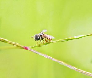 Close-up of insect on plant