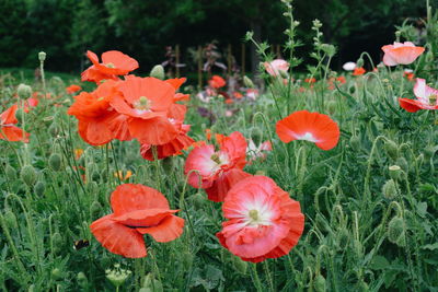 Red poppy flowers blooming in field