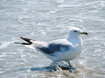 Side view of seagull on shore