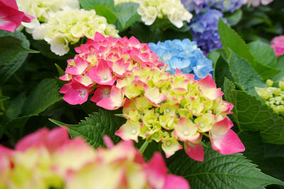 Close-up of pink flowering plants