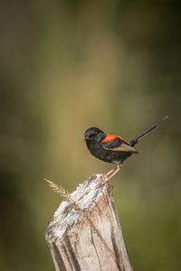 Close-up of bird perching on plant