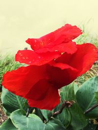 Close-up of red hibiscus blooming outdoors
