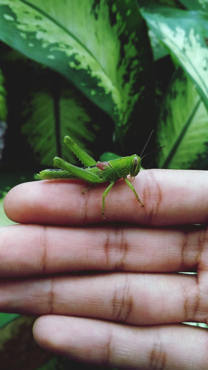CLOSE-UP OF INSECT ON GREEN HAND