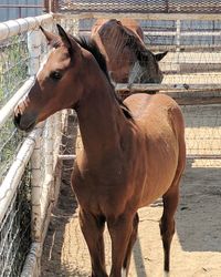 Horse standing in ranch
