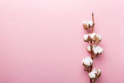 Directly above shot of pink flower against white background