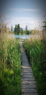 Boardwalk amidst plants on land against sky