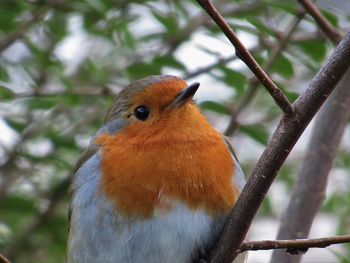 Close-up of bird perching on tree