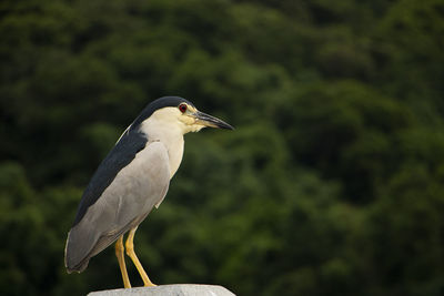 Close-up of a bird