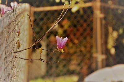 Close-up of pink flowers against blurred background