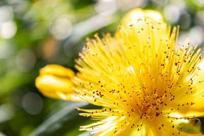 Close up of yellow flower st-johns wort hypericum calycinum