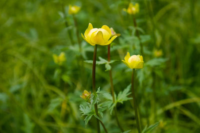 Close-up of yellow flowering plant on field