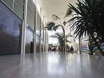 Reflection of palm trees on glass building